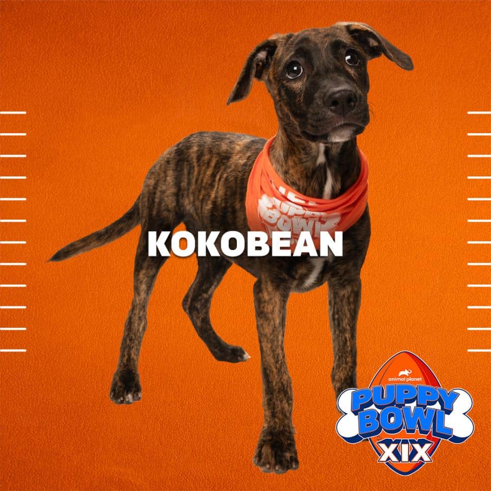 Kokobean of Team Ruff - Puppy Bowl XIX