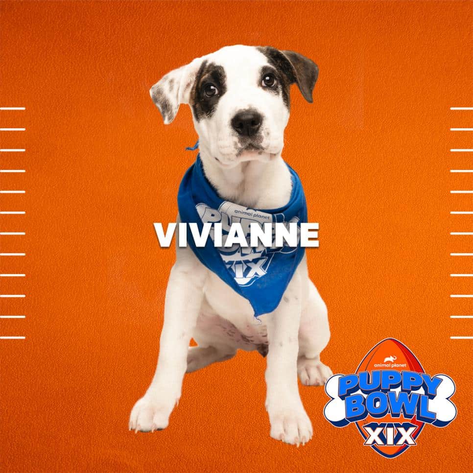 Vivianne of Team Fluff - Puppy Bowl XIX